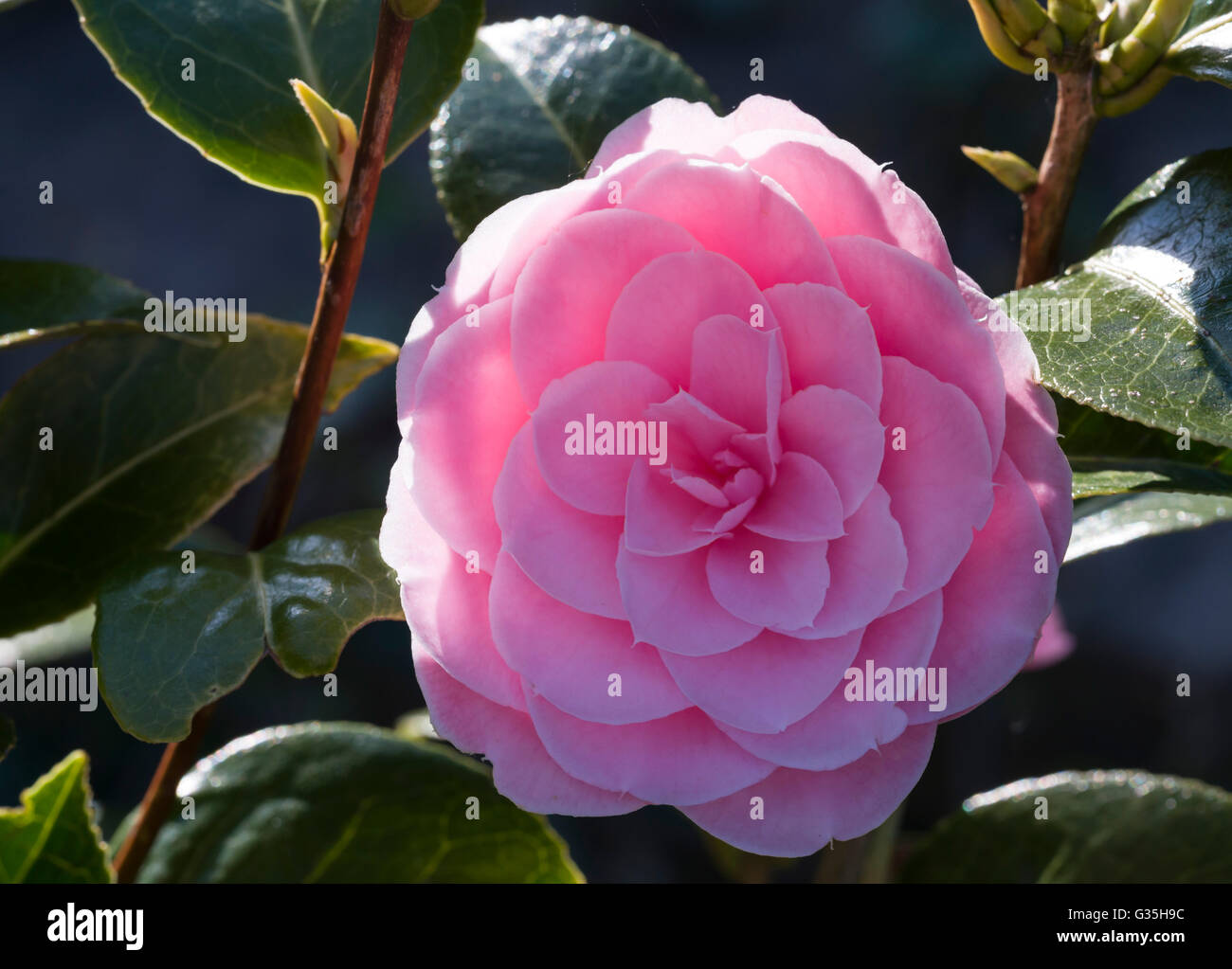 La Camellia sinensis rosa tea bush fioritura Foto Stock