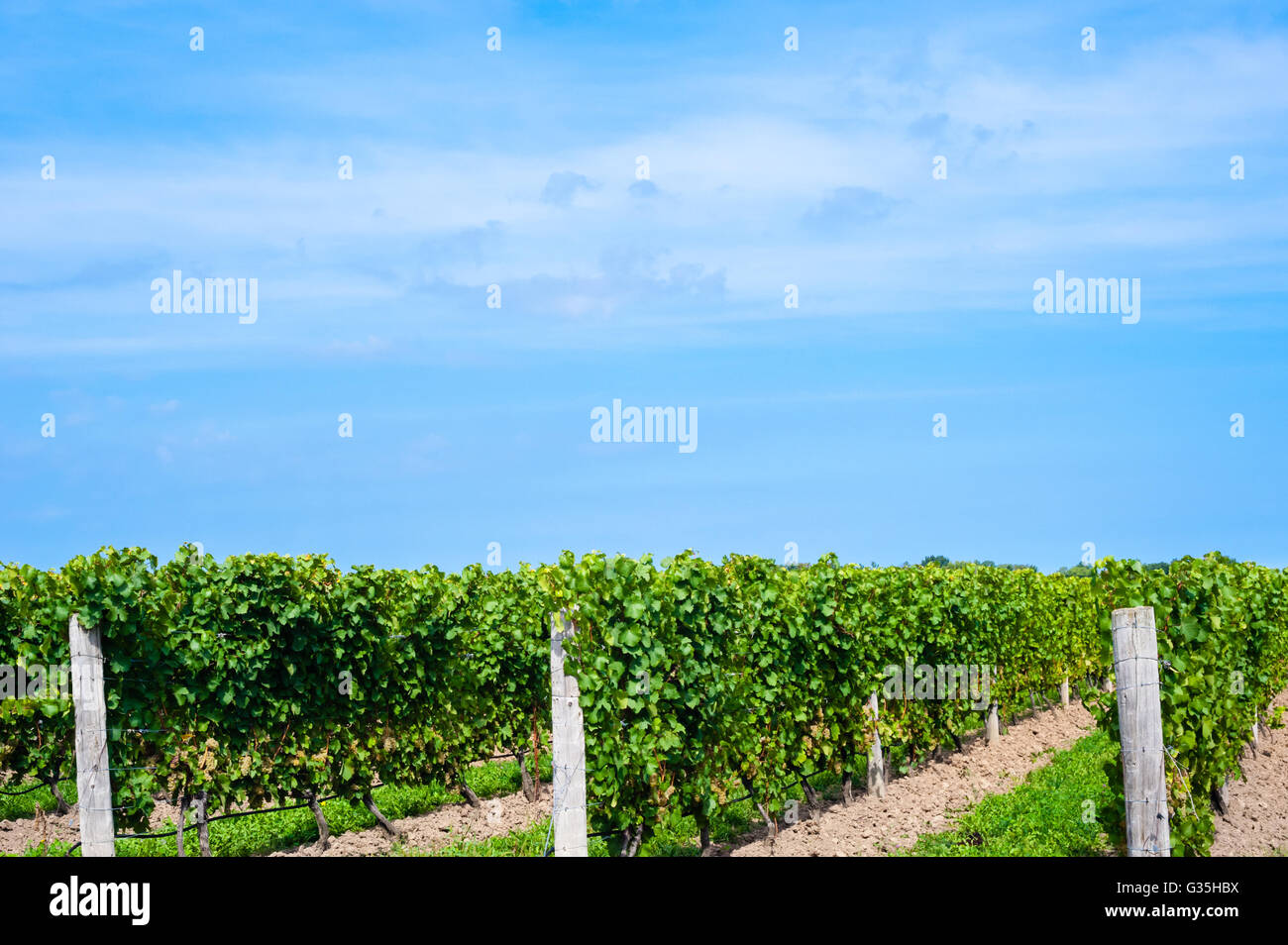 Righe diagonali di lussureggianti vigneti terminante in corrispondenza di legno vecchio post, sotto parzialmente nuvoloso sky. Foto Stock