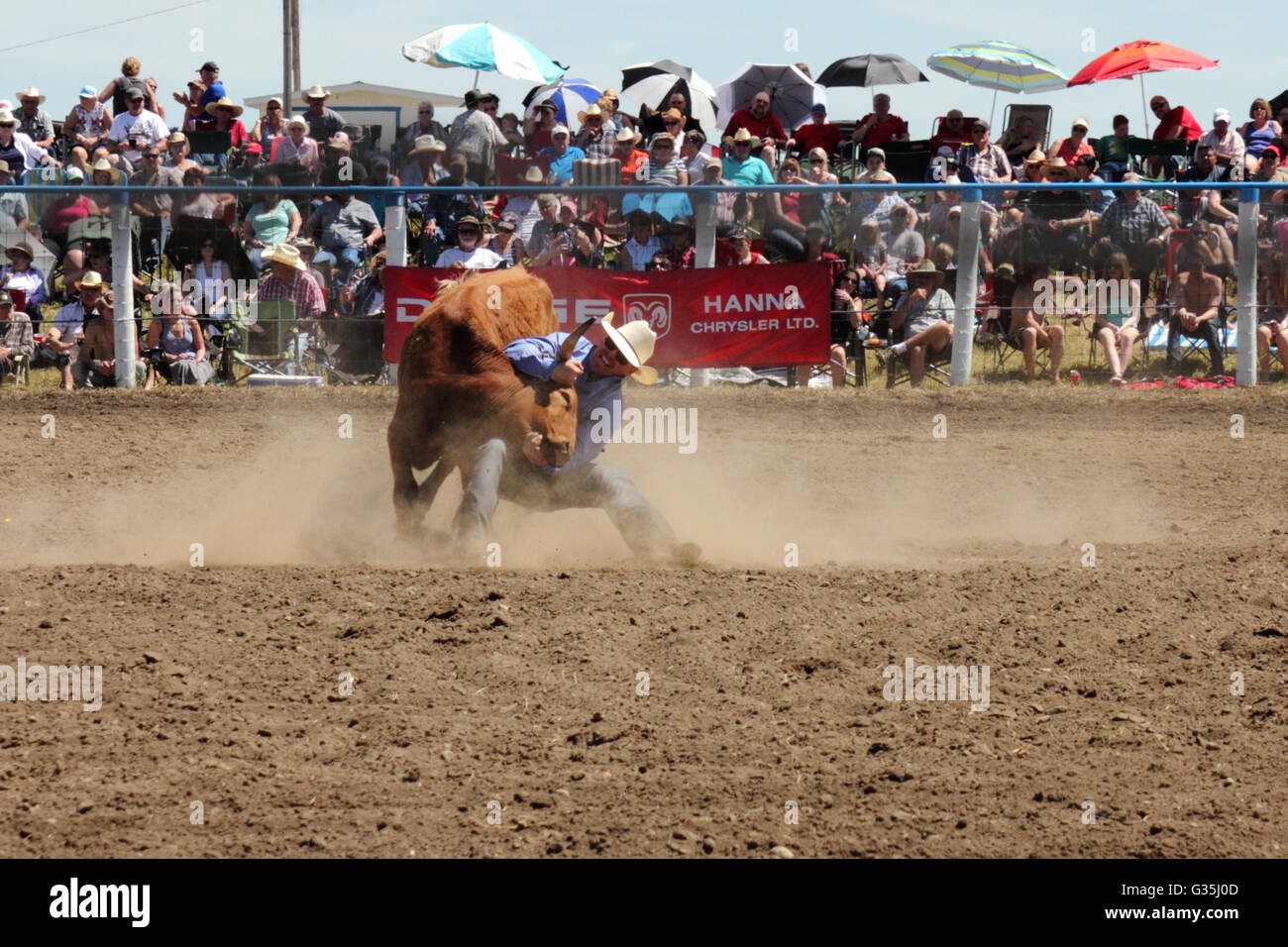 Un cowboy steer-wrestling in un rodeo in Alberta, Canada Foto Stock