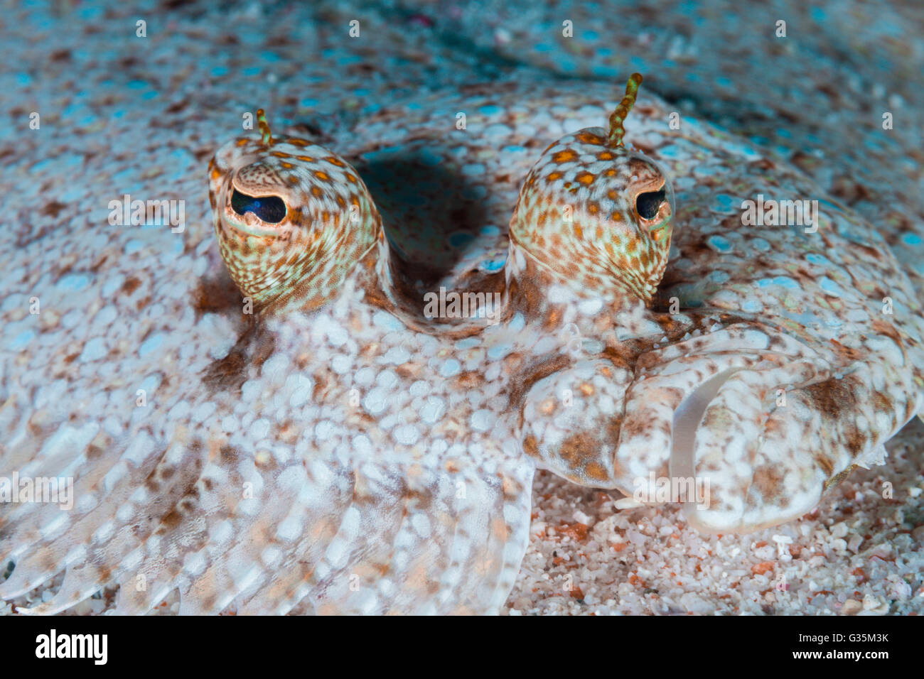 Faccia del Peacock passera pianuzza, Bothus mancus, Parco Nazionale di Komodo, Indonesia Foto Stock