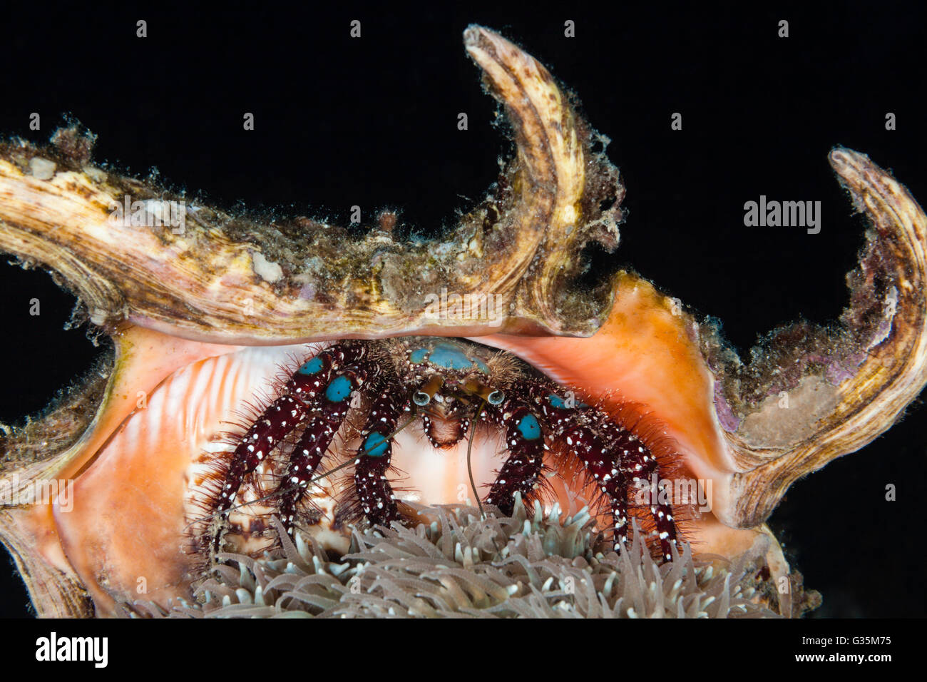 Close-up di granchio eremita, Dardano lagopodes, Parco Nazionale di Komodo, Indonesia Foto Stock