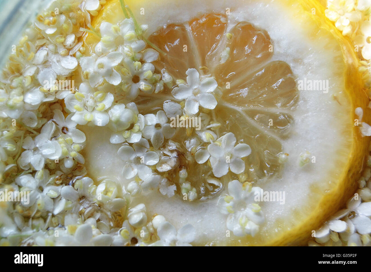 Fettina di limone con fiori di sambuco Foto Stock