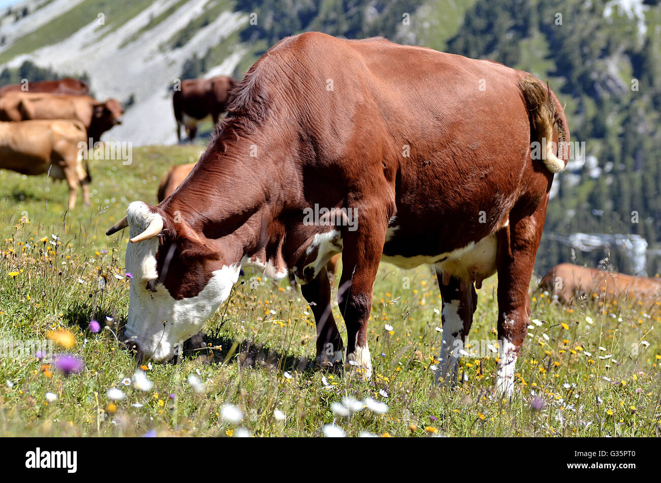 Abondance mucca al pascolo nelle Alpi francesi, Savoie department a La Plagne Foto Stock