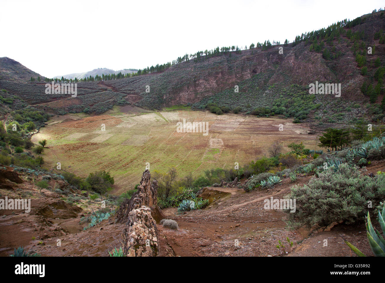Caldara de los Marteles, il cratere di vulcano estinto, Gran Canaria Island, arcipelago delle Canarie, Spagna, Europa Foto Stock