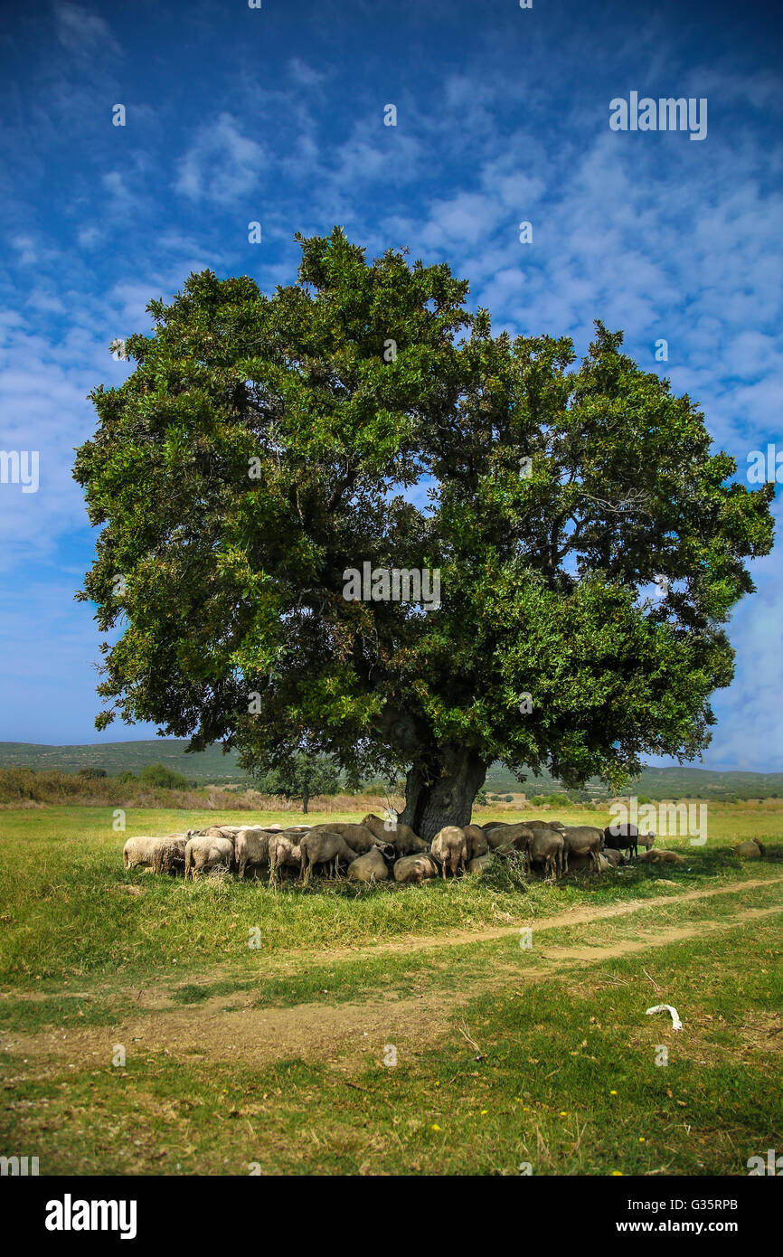 Pecore in appoggio sotto l'ombra di un albero solitario Foto Stock