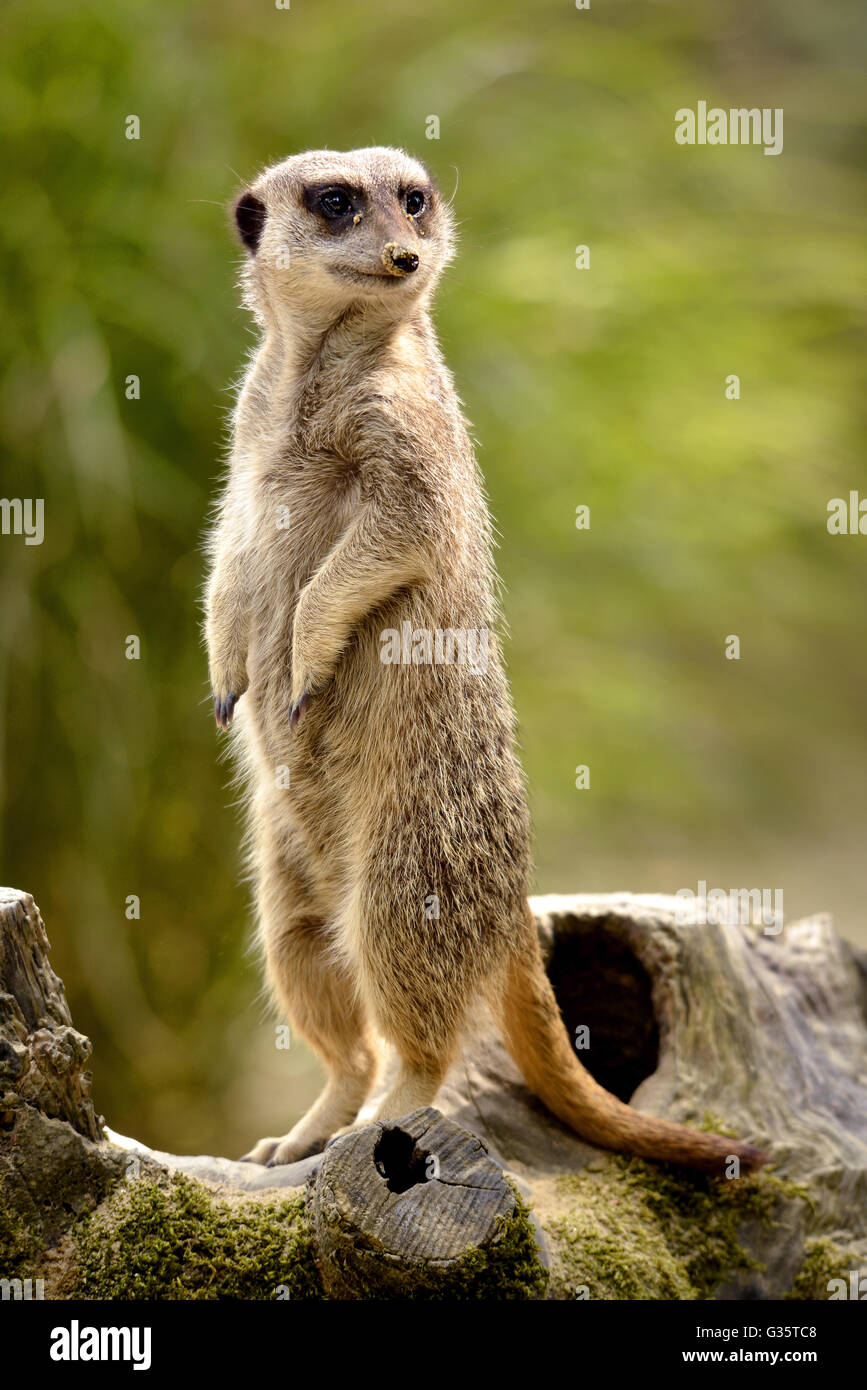 Primo piano di un meerkat (Suricata) in piedi sulle zampe posteriori sul moncone tree Foto Stock