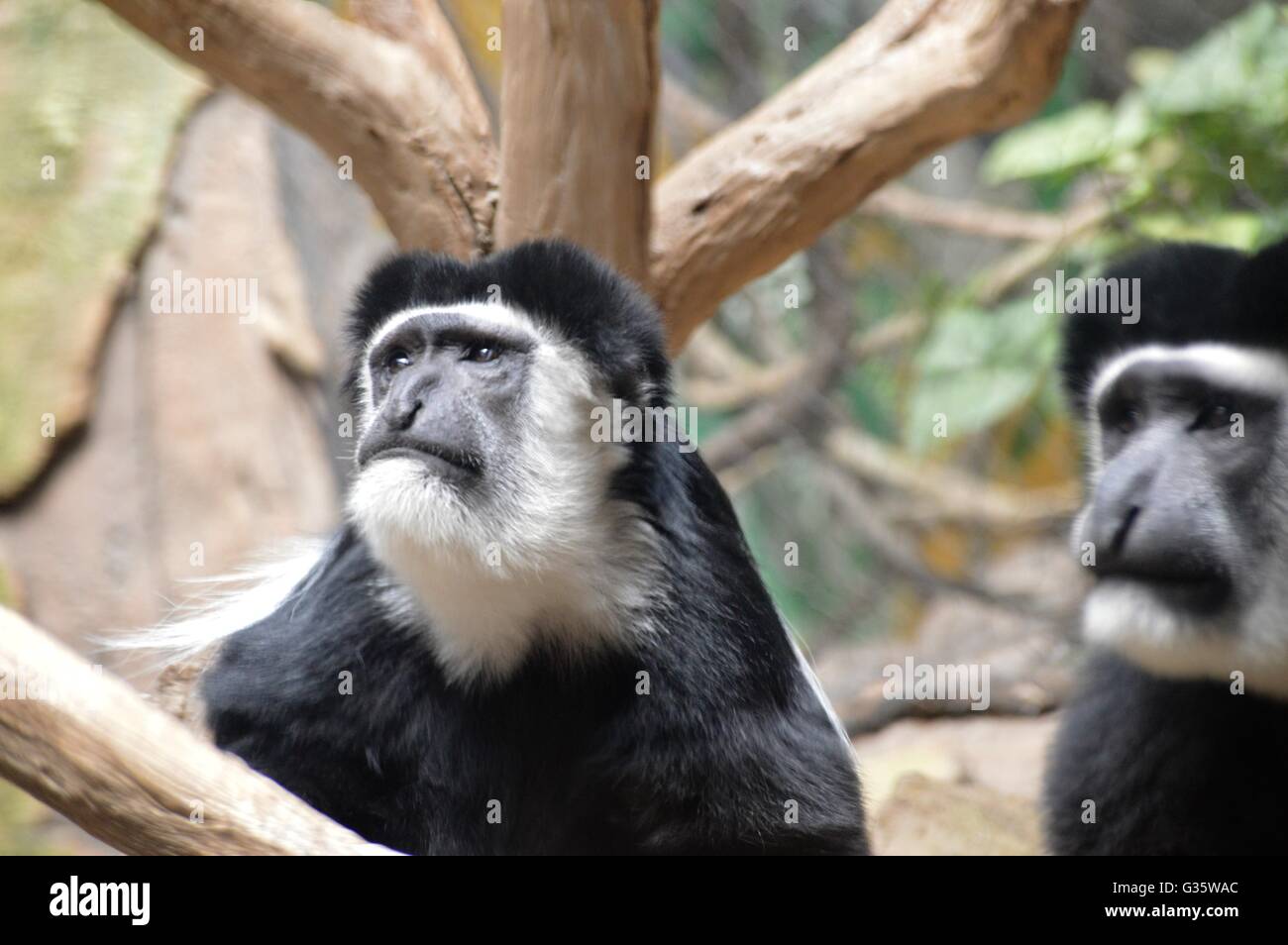 Scimmia di Colobus Foto Stock