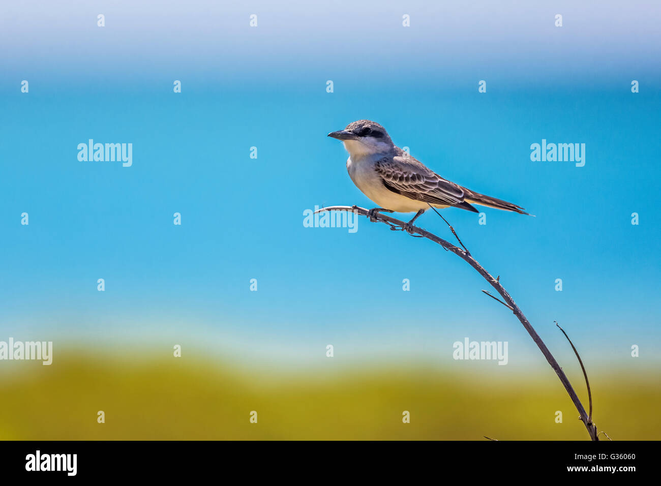 Grigio, Kingbird Tyrannus dominicensis, foraggio appena fuori Fort Jefferson nel Parco Nazionale di Dry Tortugas, Florida, Stati Uniti d'America Foto Stock