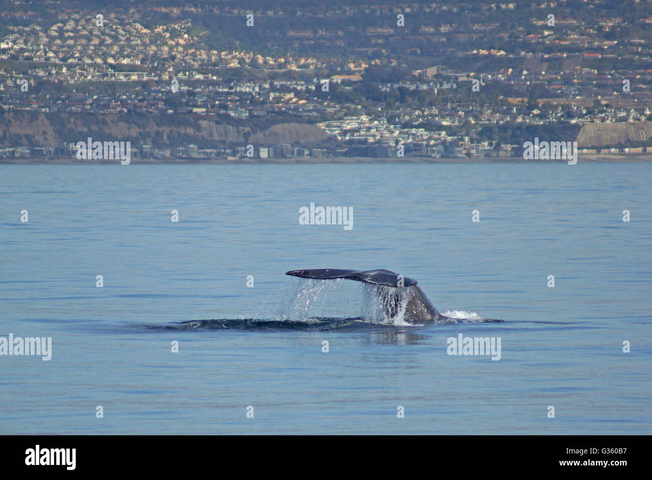 Coda di balena durante il crepuscolo in Oceano Pacifico lungo la costa della California Foto Stock