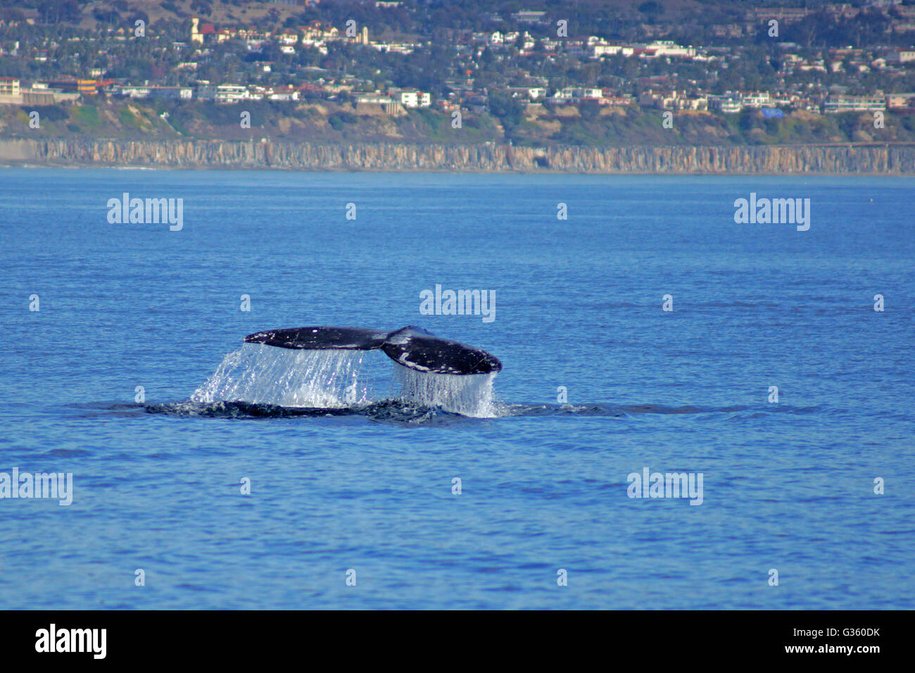 Coda di balena durante il crepuscolo in Oceano Pacifico lungo la costa della California Foto Stock