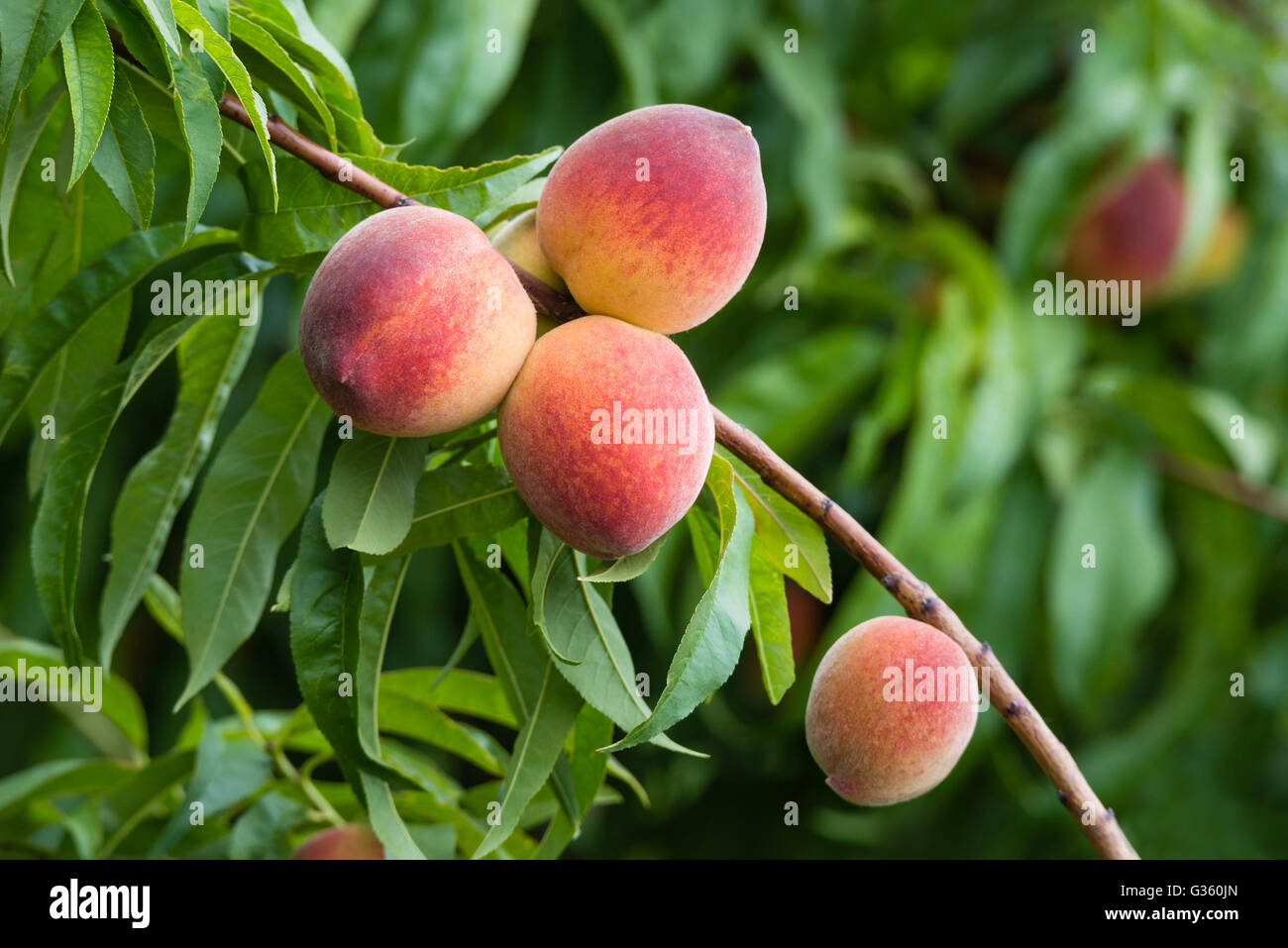 Dolce pesche maturazione su pesco ramo in giardino Foto Stock