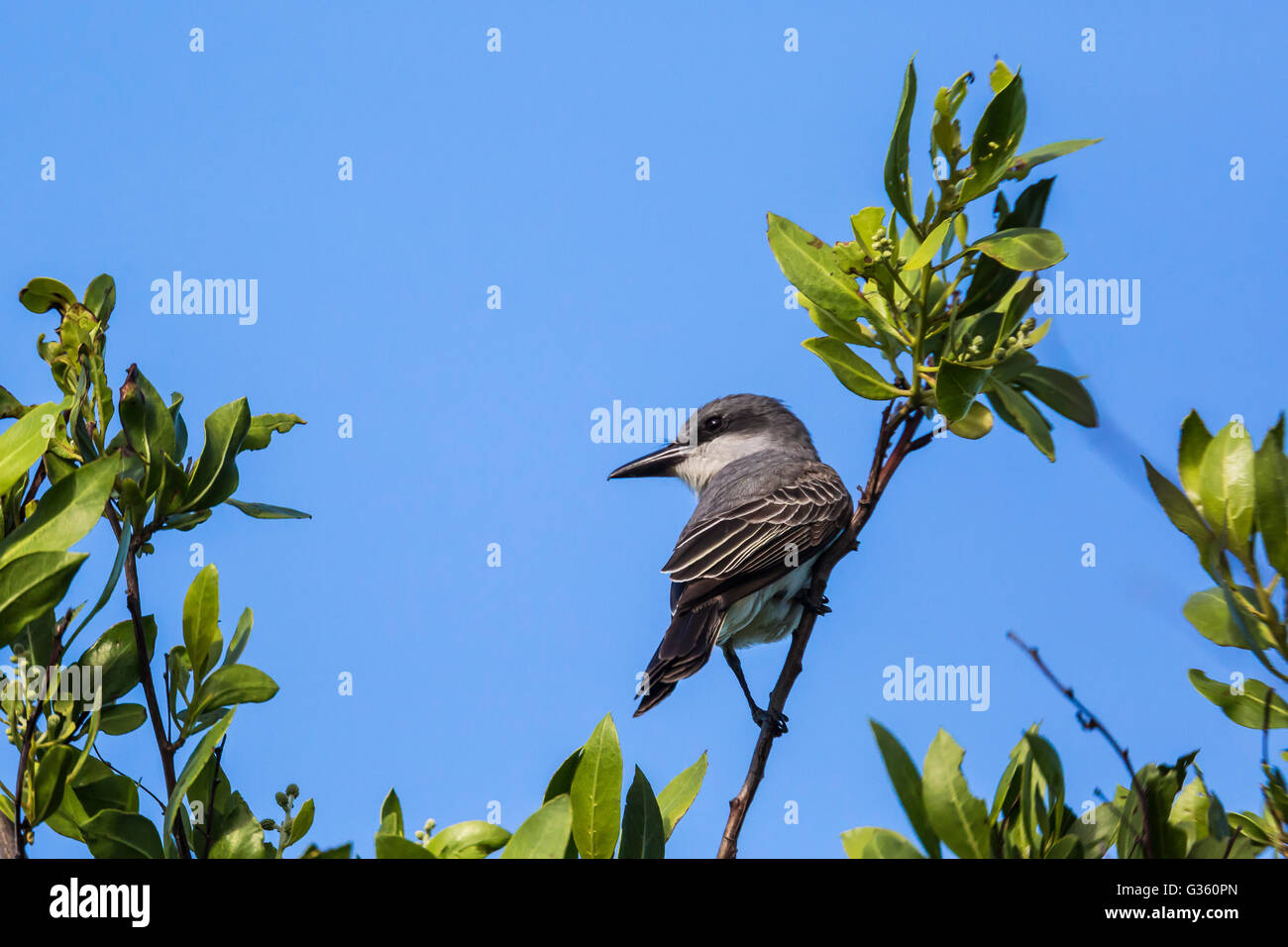 Grigio, Kingbird Tyrannus dominicensis, rovistando sul tasto giardino subito fuori Fort Jefferson nel Parco Nazionale di Dry Tortugas, Florida, Foto Stock