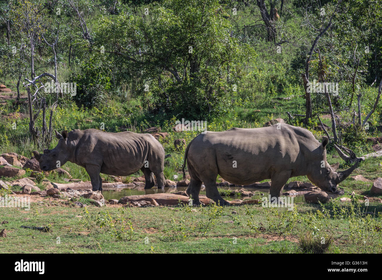 Rinoceronte bianco del sud che pascolano nella Weldgevonden Game Reserve in Sud Africa Foto Stock