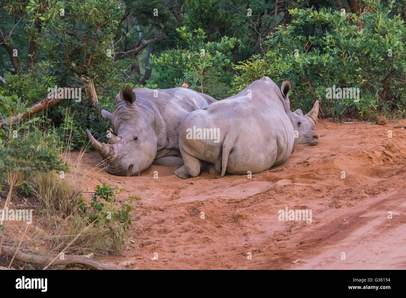 Rinoceronte bianco del sud che dorme nella Weldgevonden Game Reserve in Sud Africa Foto Stock