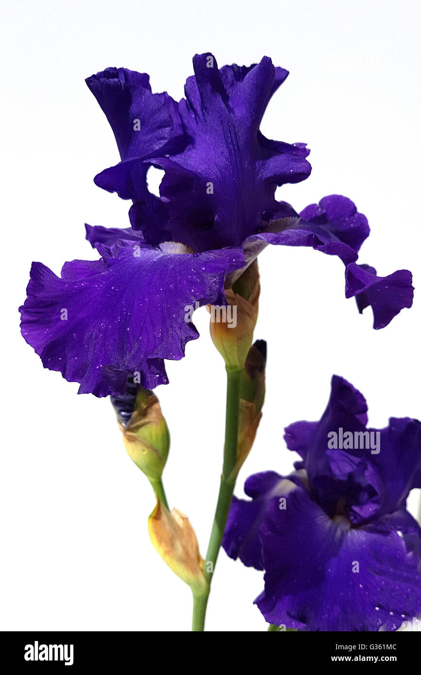 Schwertlilie, Iris Barbata-Elatior, blu il ritmo, Hohe Bart-Iris Foto Stock