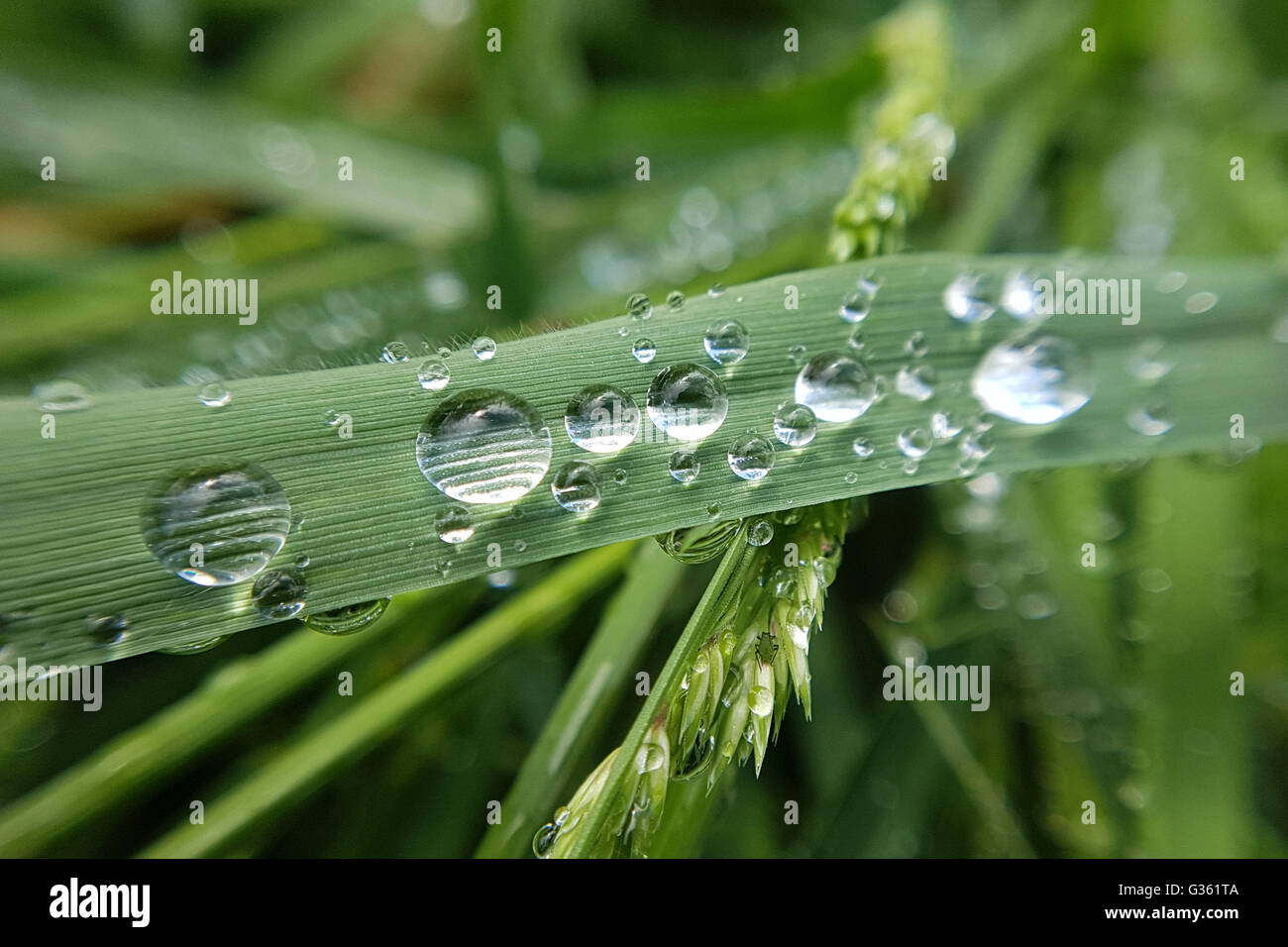 Tautropfen; Grashalm; Gras; Wasser; Struktur Foto Stock