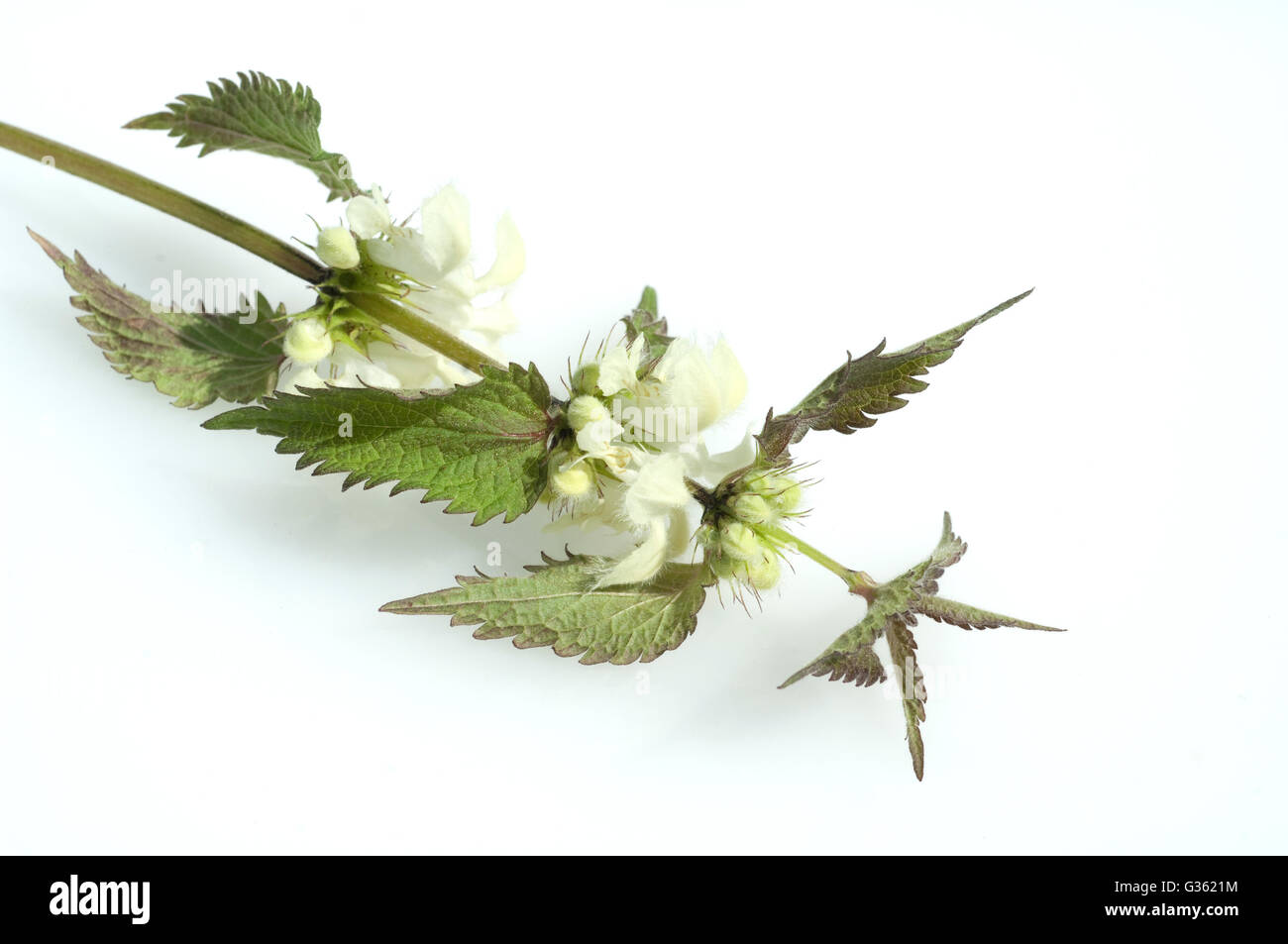 Weisse Taubnessel, Lamium alba, Heilpflanze Foto Stock