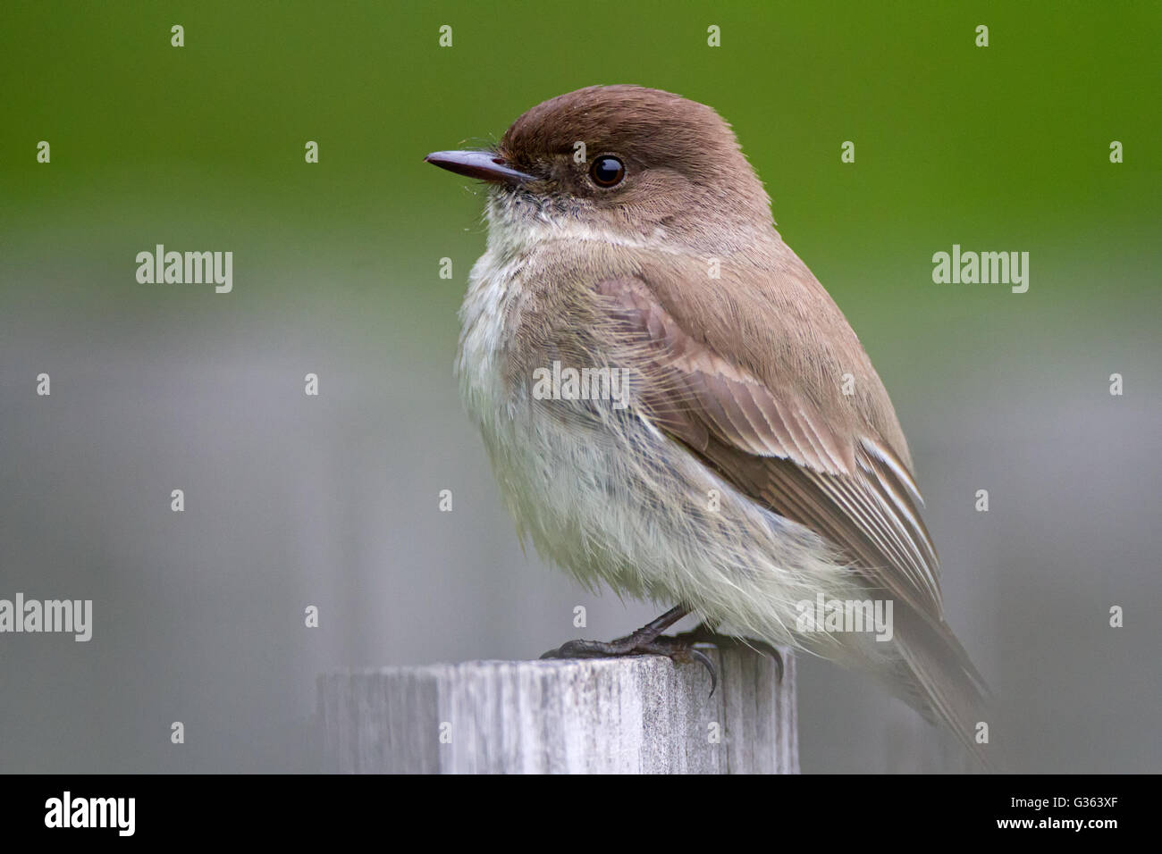 Eastern Phoebe su un fencepost Foto Stock