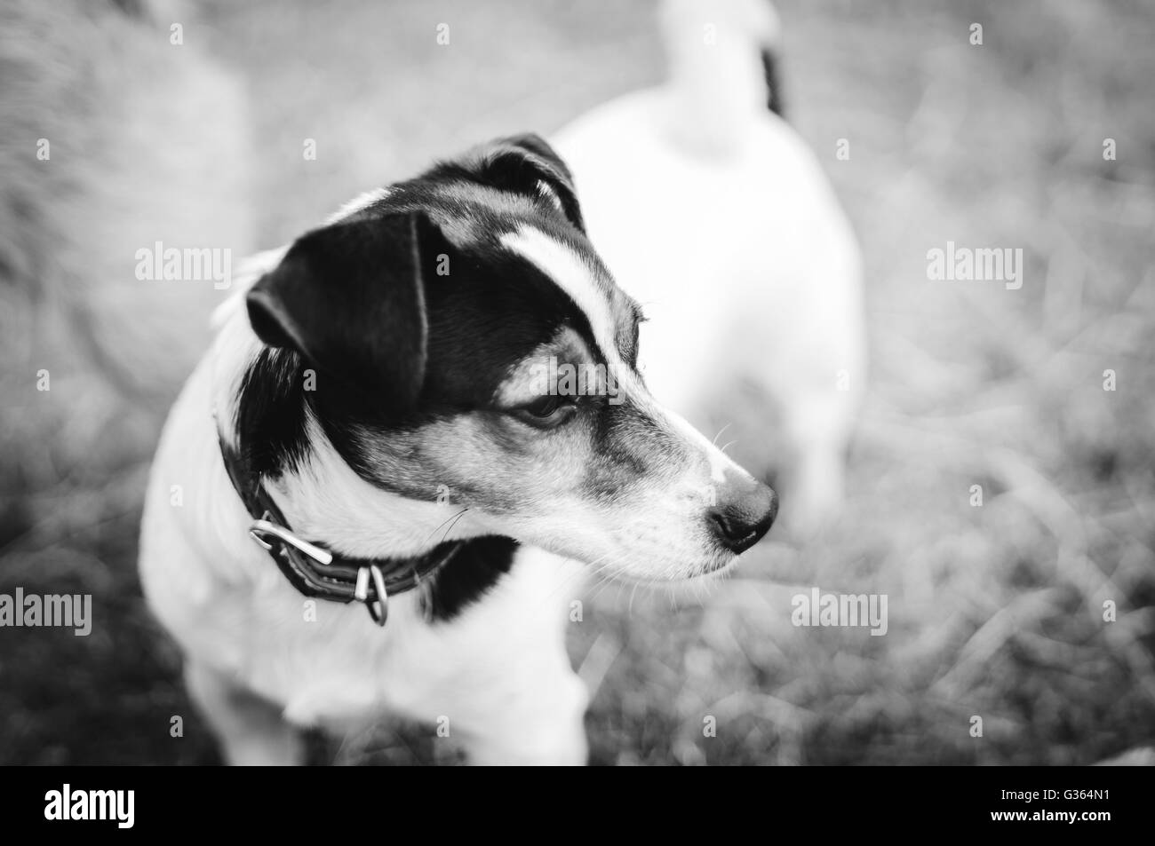 Un 3 anno-vecchio presa femmina Jack Russell Terrier, tri colorati, in piedi nel parco. Girato in bianco e nero. Foto Stock