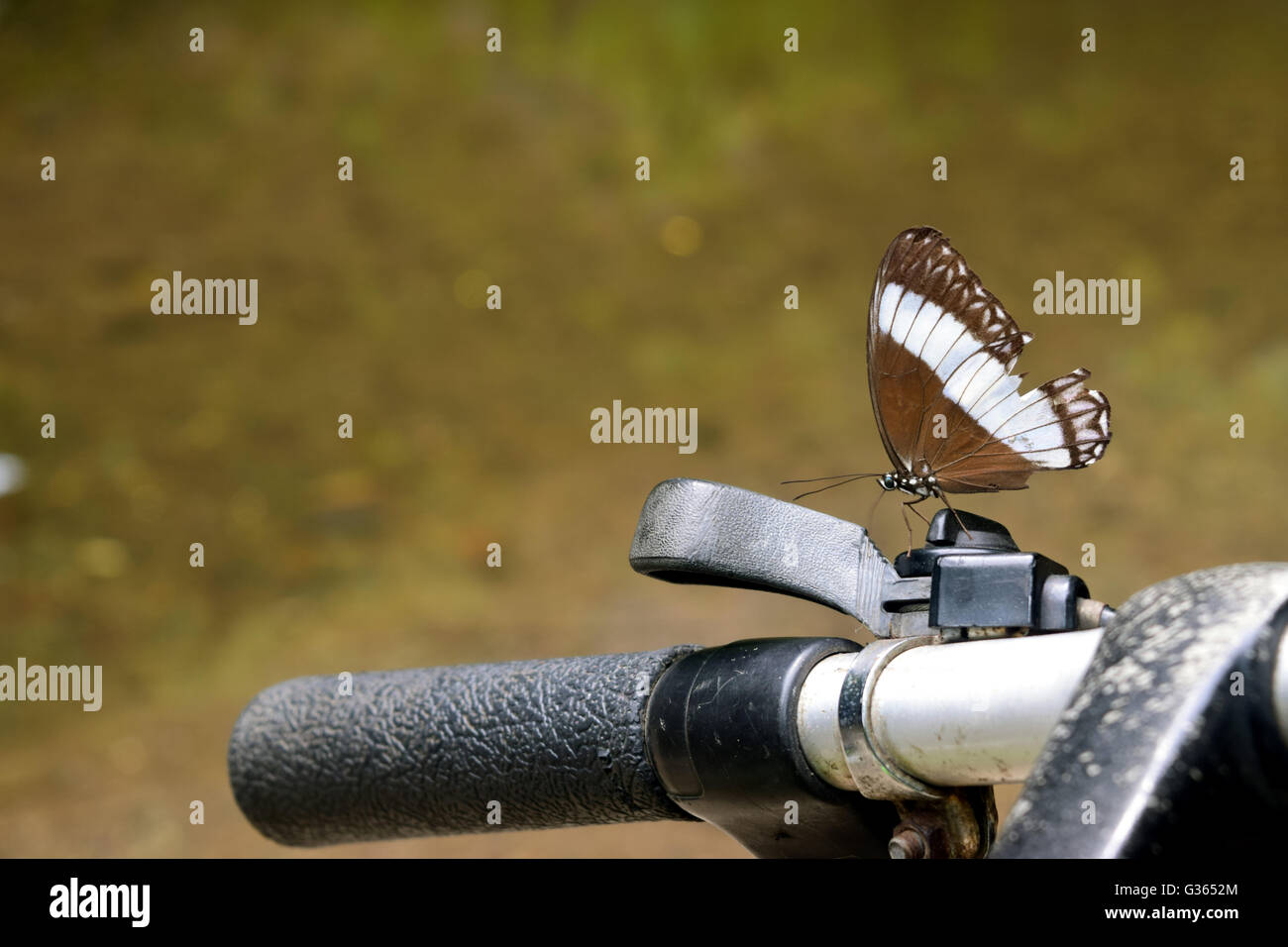 Farfalla sulla maniglia di bici Foto Stock