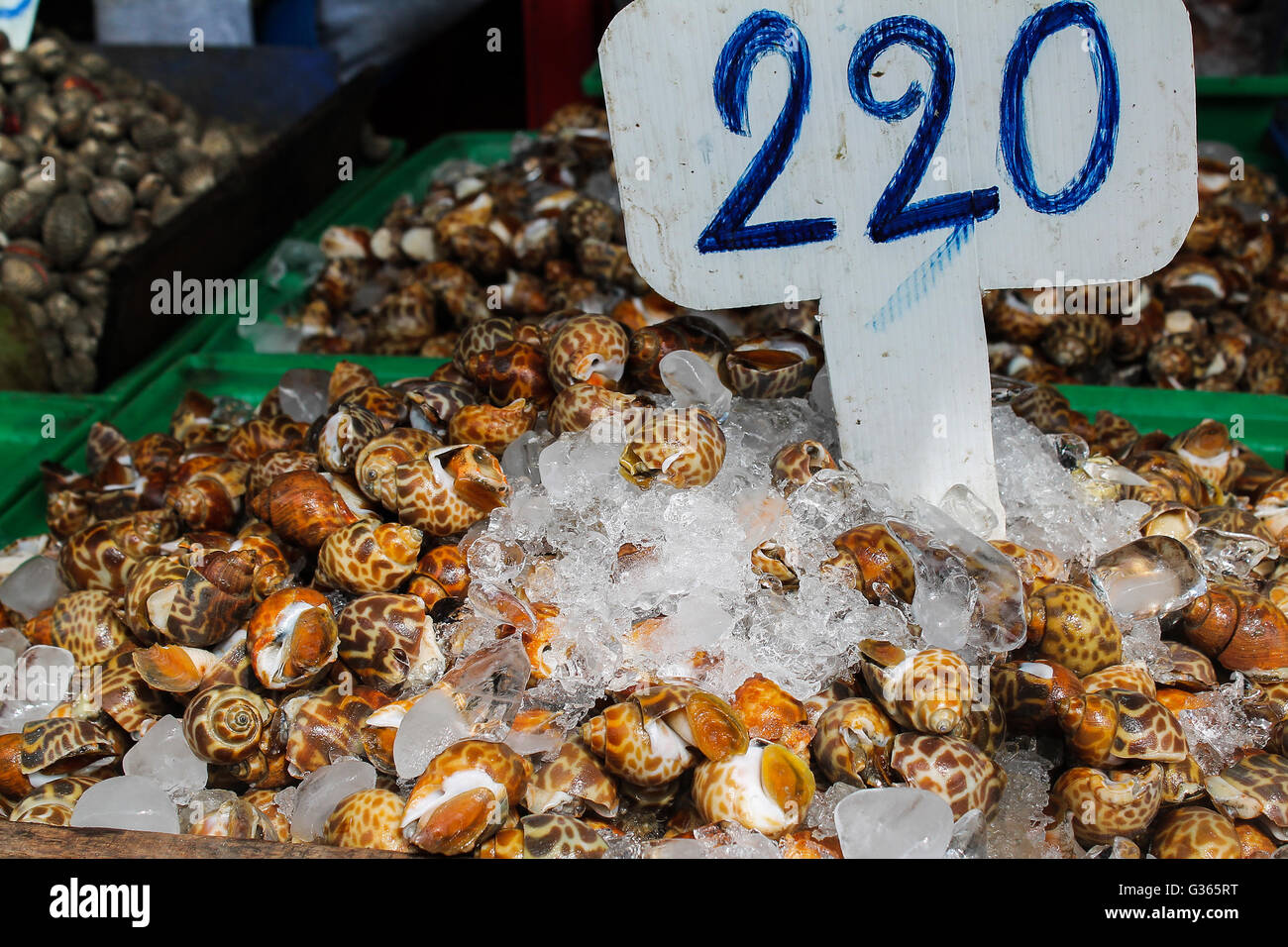 Babylonia areolata Foto Stock