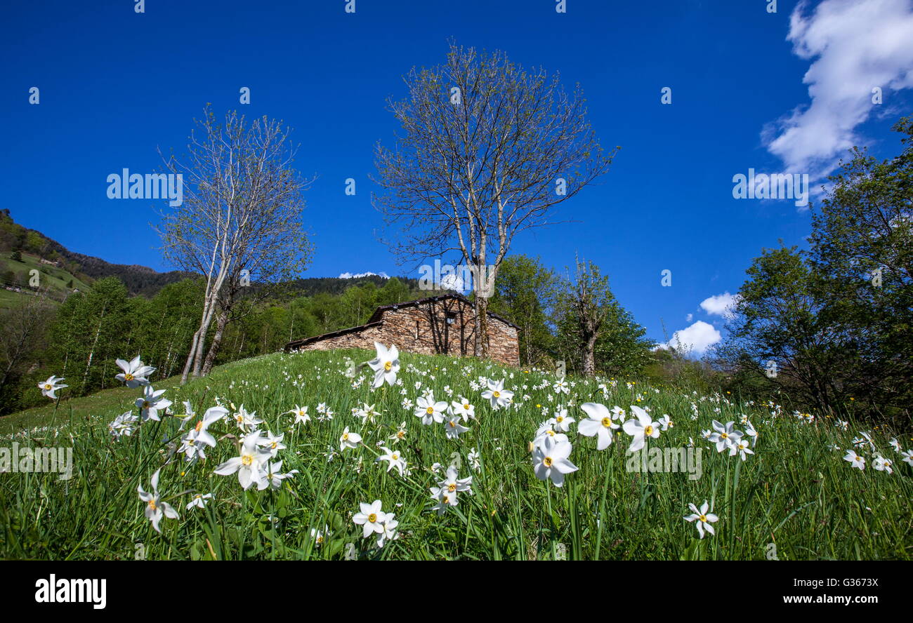Fioritura narcisi nella verde valle del Bitto di Albaredo Valtellina Lombardia Italia Foto Stock