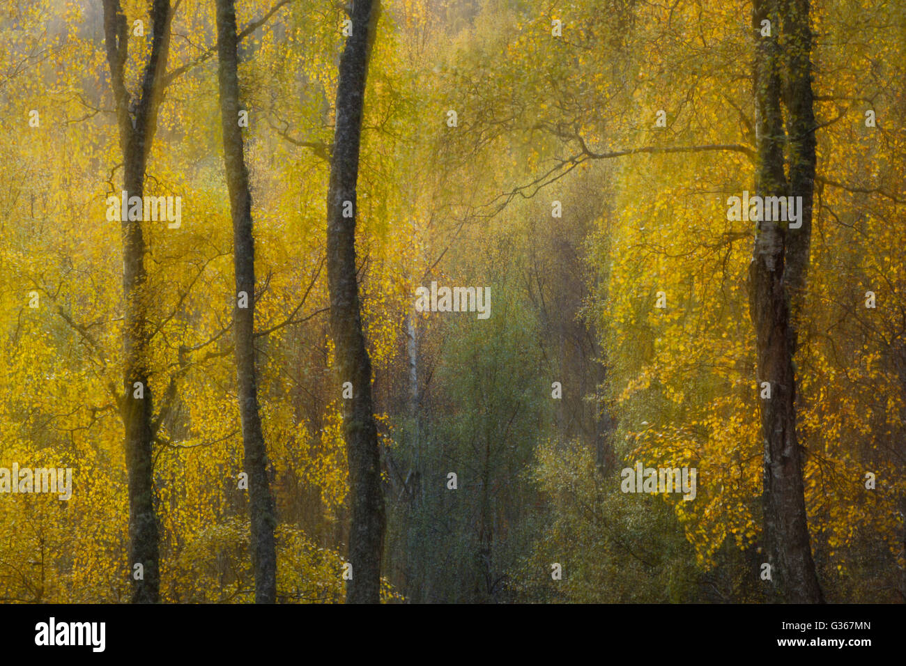 Argento bosco di betulle, abstract soft focus sogno come effetto, che mostra i colori autunnali Foto Stock