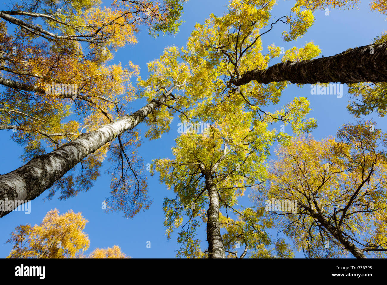 Argento bosco di betulle, nome latino Betula pendula, che mostra i colori autunnali dell'albero canopy set contro un cielo blu Foto Stock