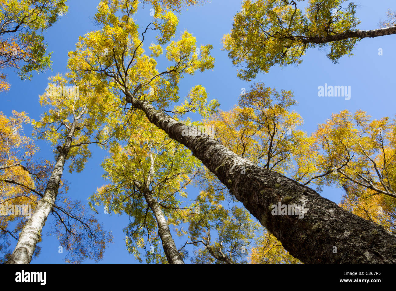 Argento bosco di betulle, nome latino Betula pendula, che mostra i colori autunnali dell'albero canopy set contro un cielo blu Foto Stock