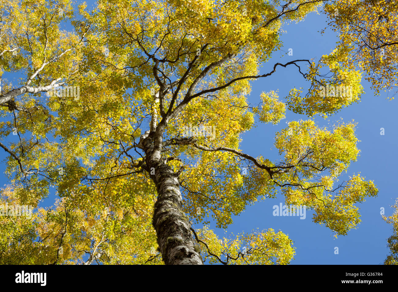 Argento bosco di betulle, nome latino Betula pendula, che mostra i colori autunnali dell'albero canopy set contro un cielo blu Foto Stock