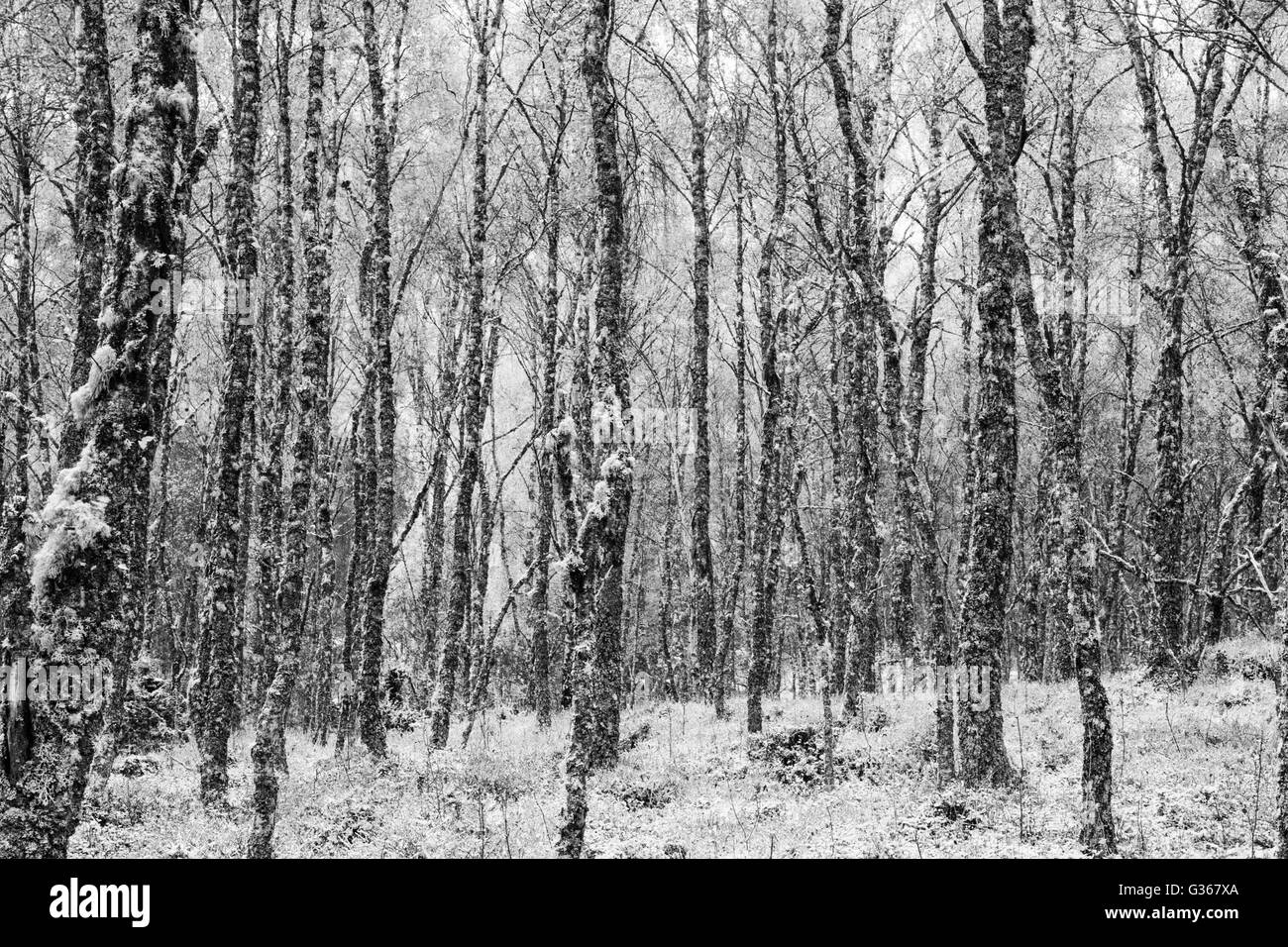 Argento bosco di betulle, nome latino Betula pendula, con un inizio inverno caduta di neve sul terreno Foto Stock