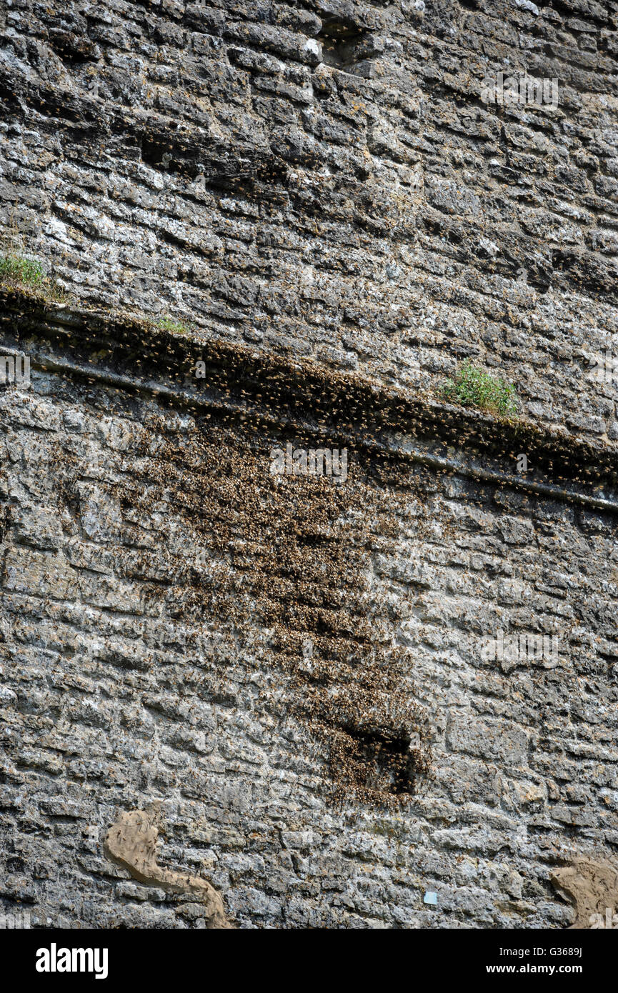 Uno sciame di api presso le rovine di una abbazia, Oxfordshire, Regno Unito Foto Stock