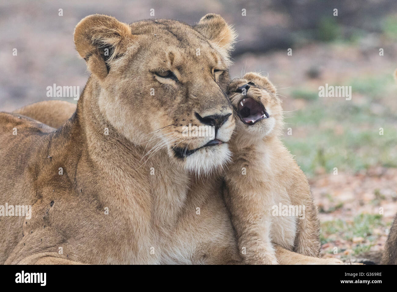 Leonessa con cub fondling gli uni con gli altri, il Masai Mara, Kenya, Africa Foto Stock