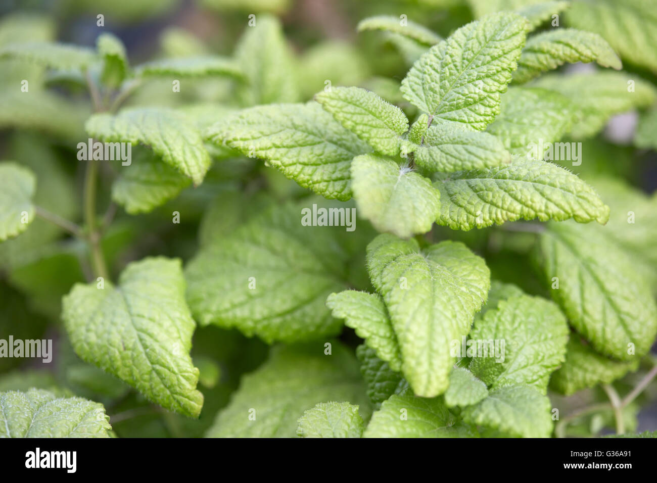 Melissa foglie, melissa officinalis, colori naturali Foto Stock
