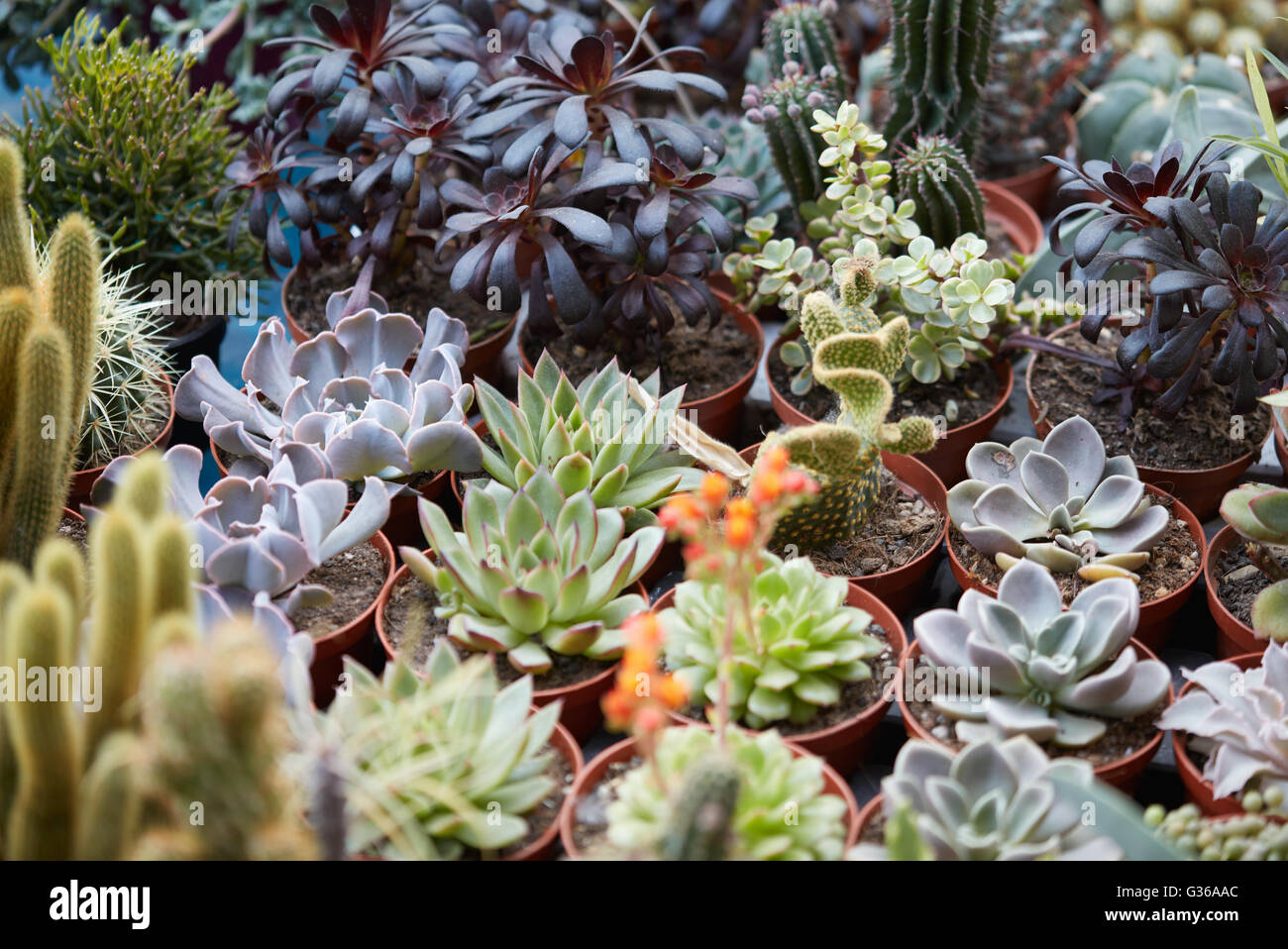 Le piante succulente raccolta in vasi di piccole dimensioni Foto Stock