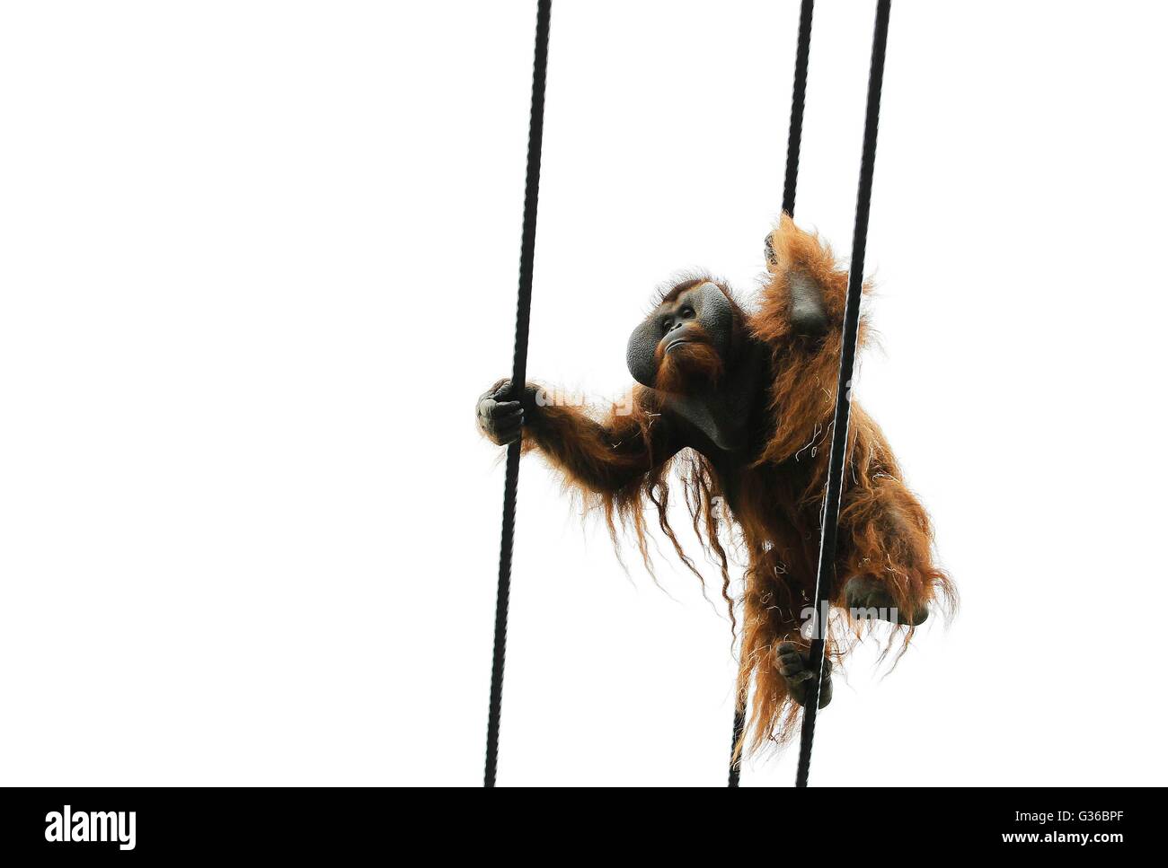 Maschio di Sibu orangutan, 37, nel giardino zoologico di Dublino il recentemente aperto "orangutan foresta' che verrà a casa per il gruppo di Bornean orangutan allo zoo. Foto Stock