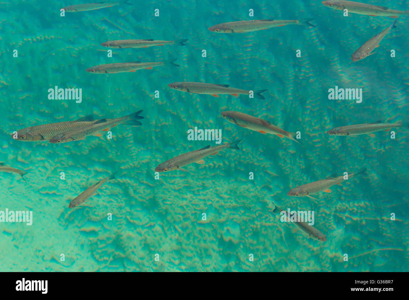 Foto di una secca di pesce catturato nel parco nazionale dei Laghi di Plitvice in Croazia Foto Stock