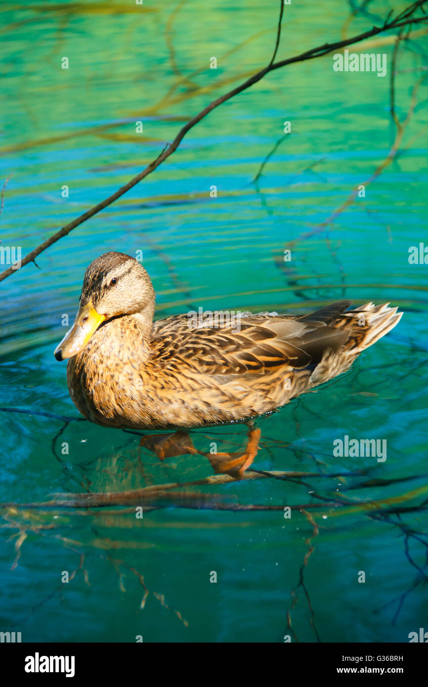 Duck nuotare nel parco nazionale dei Laghi di Plitvice, Croazia Foto Stock