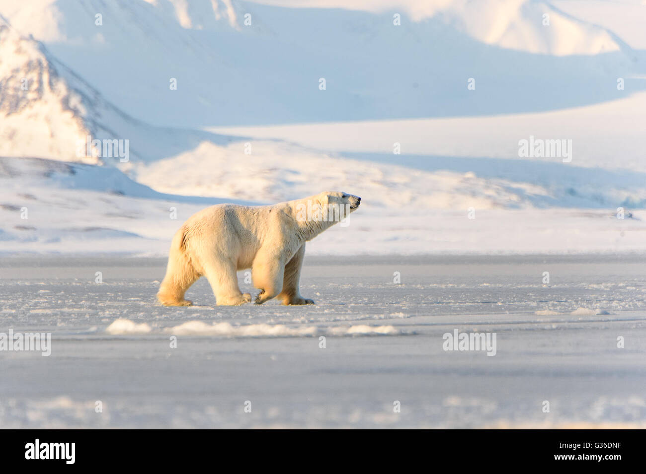 Orso polare in Svalbard sniffing l'aria Foto Stock