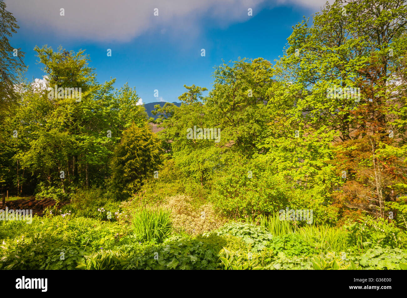 Una fotografia di alberi e vegetazione in Kishorn, Scozia con un picco di montagna nella distanza. Foto Stock