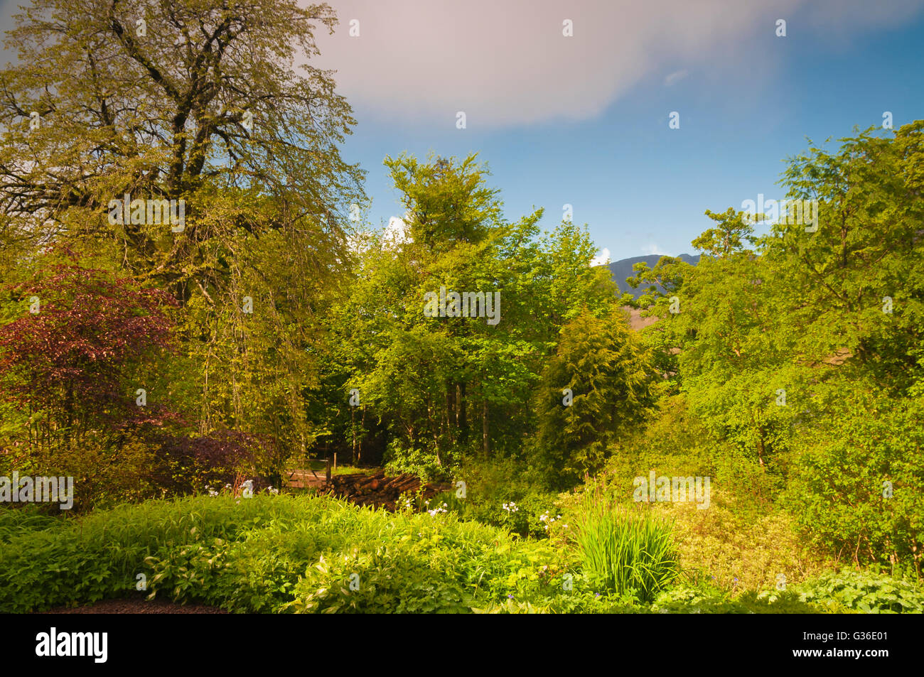 Una fotografia di alberi e vegetazione in Kishorn, Scozia con un picco di montagna nella distanza. Foto Stock