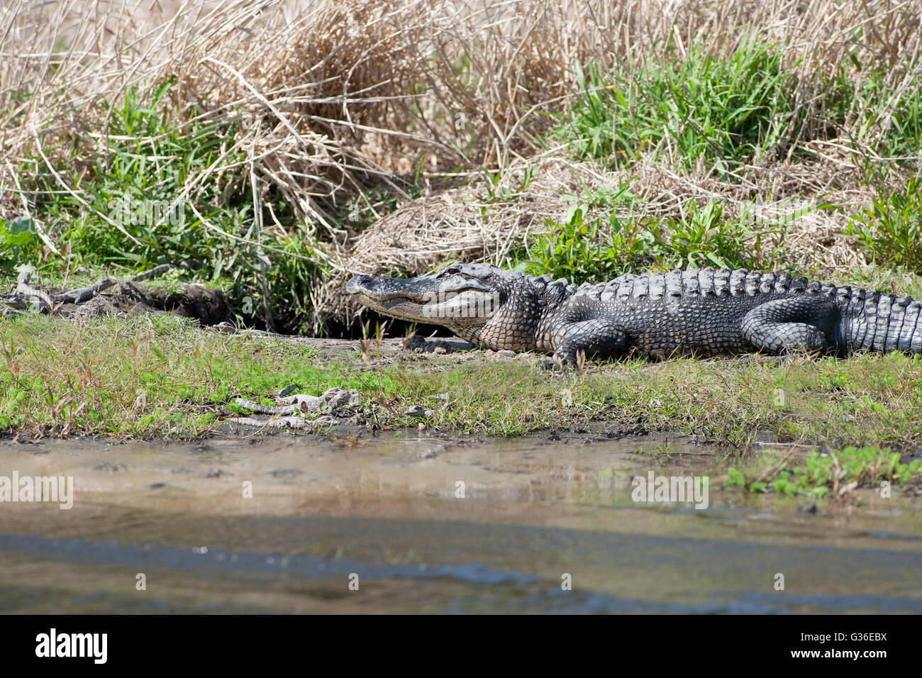 Nord America, USA, Florida, Myakka River State Park, alligatori sulla riva con giovani accanto a den Foto Stock