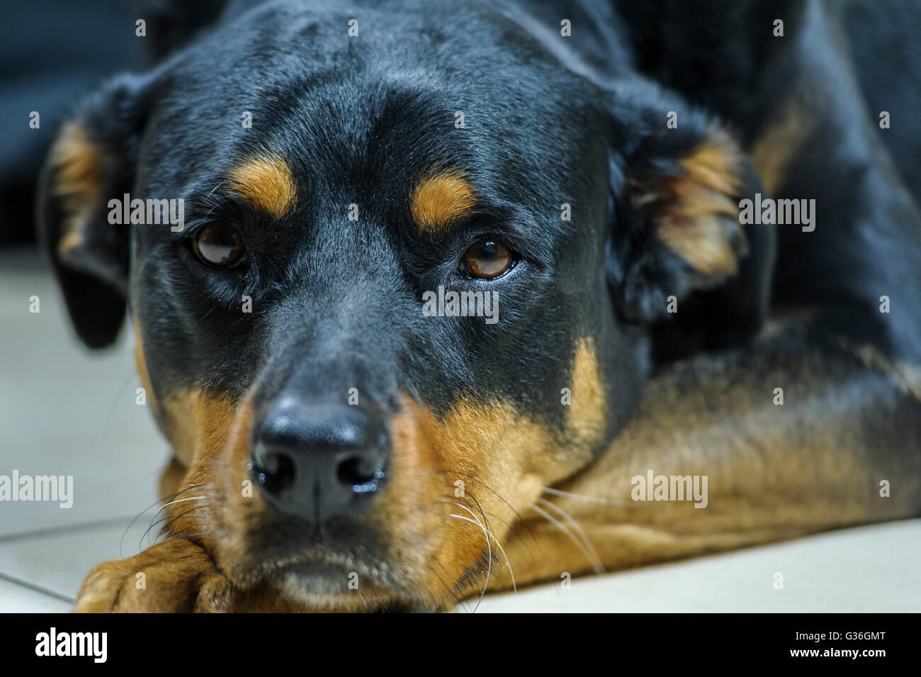 Il Labrottie non è un cane di razza. Si tratta di un incrocio tra il Labrador Retriever e il Rottweiler. T Foto Stock