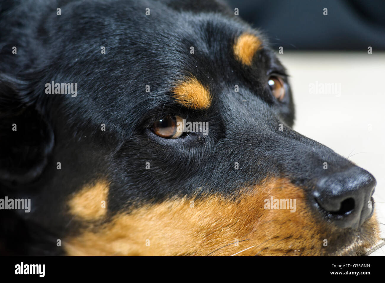 Il Labrottie non è un cane di razza. Si tratta di un incrocio tra il Labrador Retriever e il Rottweiler. Foto Stock