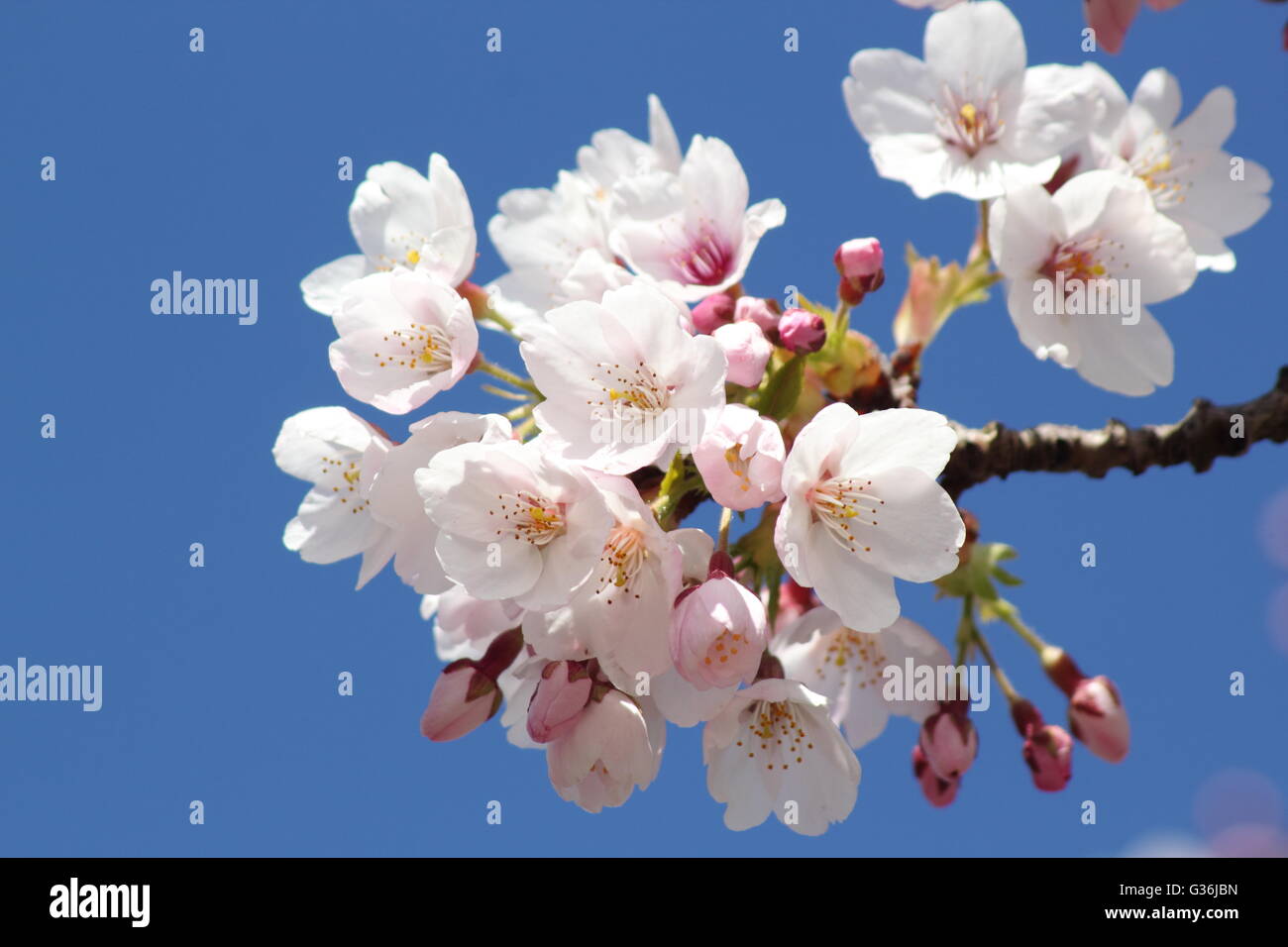 La fioritura dei fiori di un grande bianco ciliegio (Prunus tai haku) su una soleggiata giornata di primavera in East Midlands England Regno Unito Foto Stock