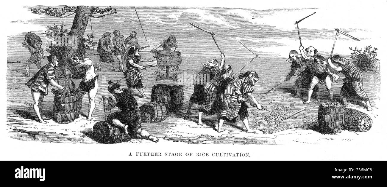 Trebbiatura del riso, Giappone Foto Stock
