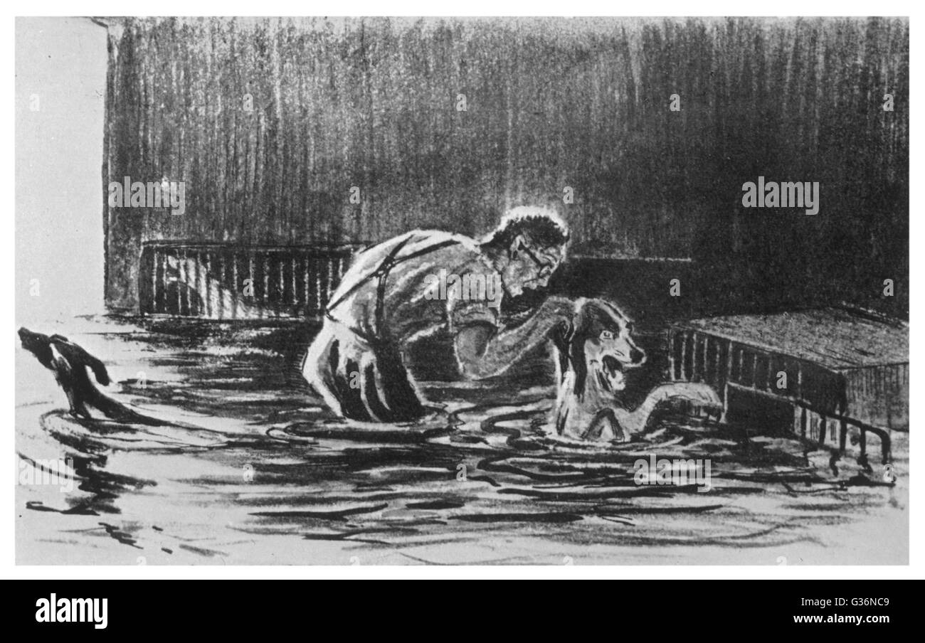 Quando Pavlov's i cani sono intrappolati in un'alluvione del fiume Neva a Leningrado (San Pietroburgo), loro riflessi condizionati sono alterati, che lo porta a un momento cruciale di svolta psicologica. Data: 23 Settembre 1924 Foto Stock