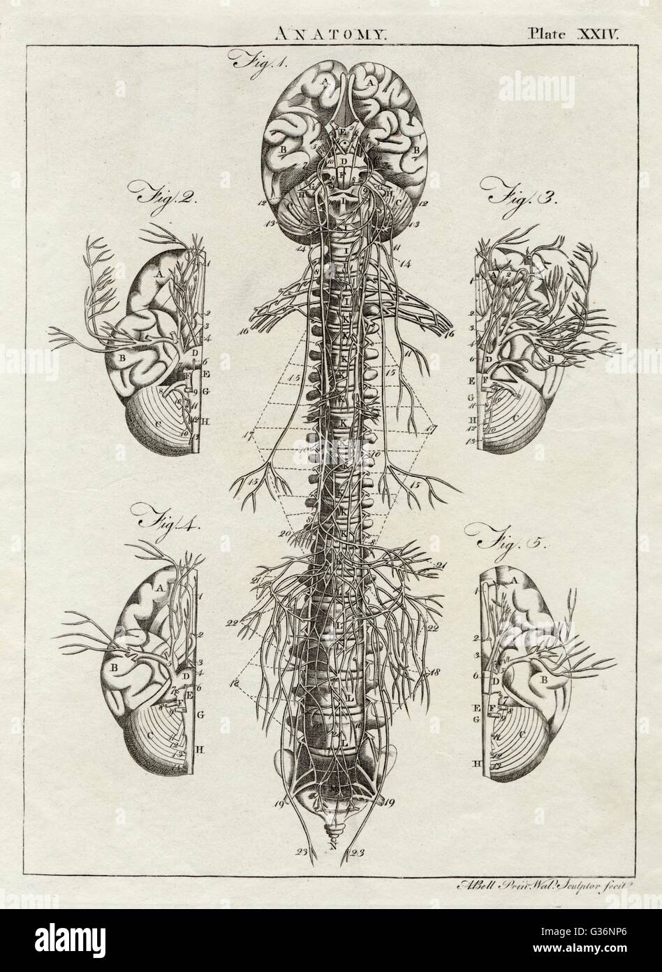 Diagramma del cervello umano e della colonna vertebrale Foto Stock