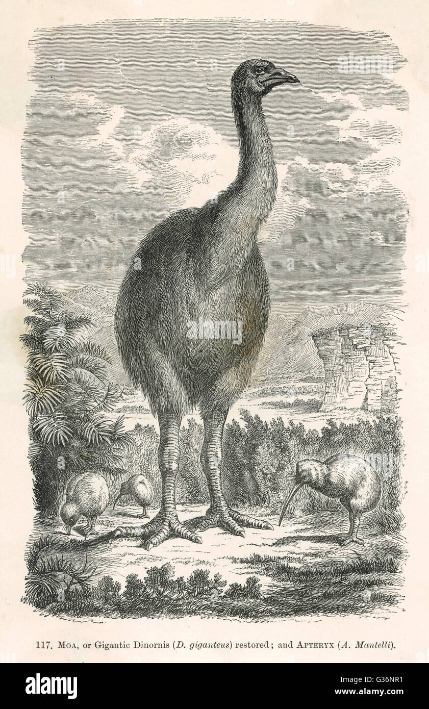L'artista impressione di come il dinornis estinte o moa (dinornis giganteus), un genere di flightless uccelli nativi di Nuova Zelanda, potrebbe avere guardato. Data: BCE Foto Stock