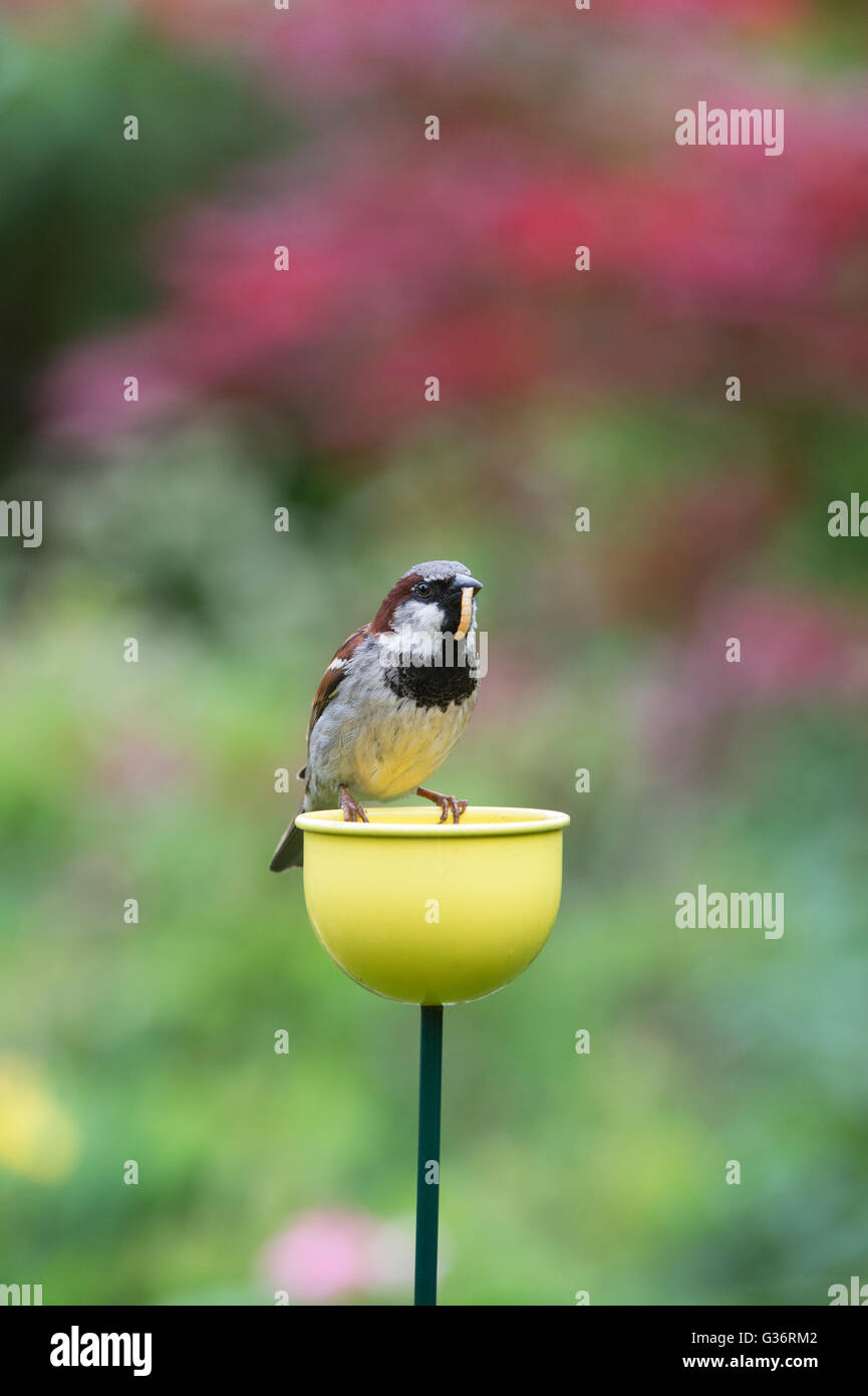 Passer domesticus. Maschio di casa passero con mealworm in piedi su un colore tazze bird feeder in un giardino inglese Foto Stock
